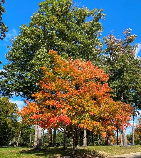 Fall Golf